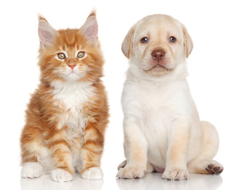 Mainecon Kitten and Labrador Puppy