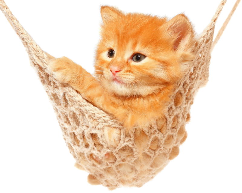 吊床上可爱的红发小猫