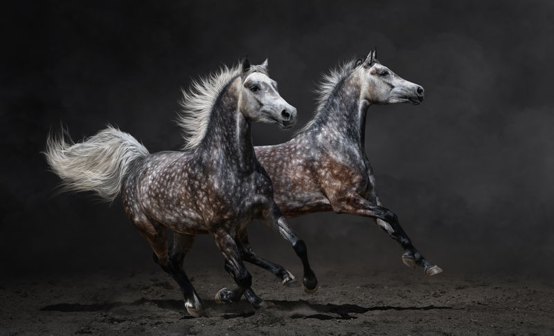两匹灰色的马在黑暗的背景下驰骋