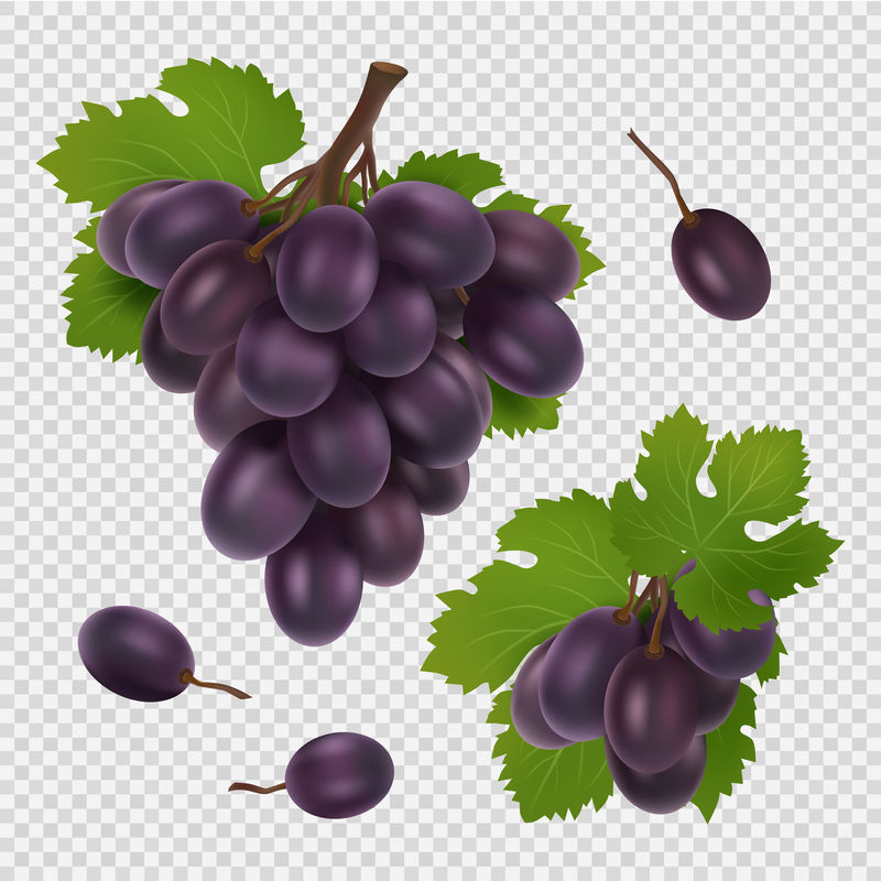 黑葡萄矢量图。一束葡萄、树叶和浆果的真实矢量图像被隔离在透明的