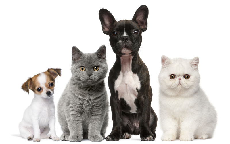 白色背景前的一群猫狗图片素材 宠物素材 Jpg图片格式 Mac天空素材下载