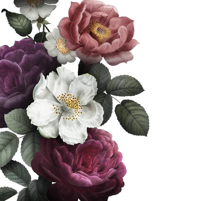 美丽的手绘彩色玫瑰透明png