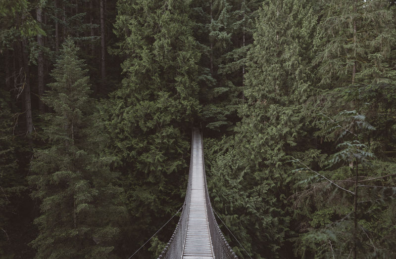 林间吊桥景观