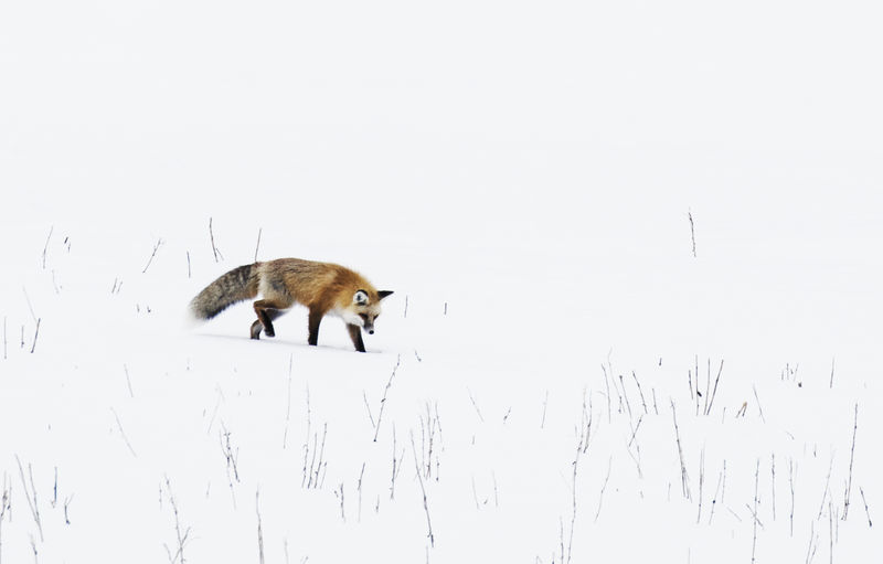 在美国西部黄石国家公园一只红狐在雪下搜寻田鼠