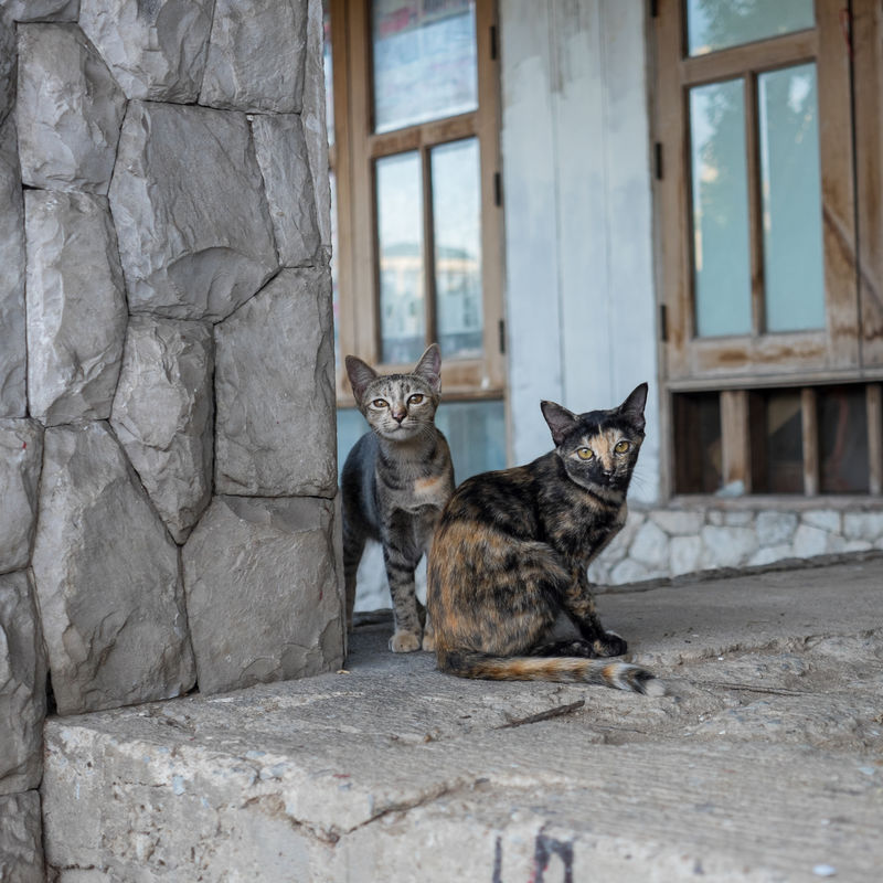 流浪猫在遗弃屋