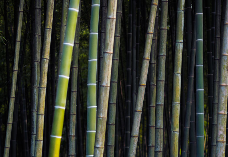 竹的背景
