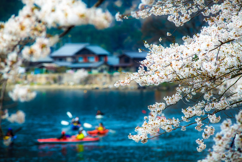 日本的樱花季节