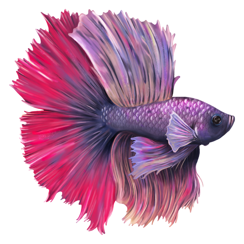 紫粉色斗鱼设计元素