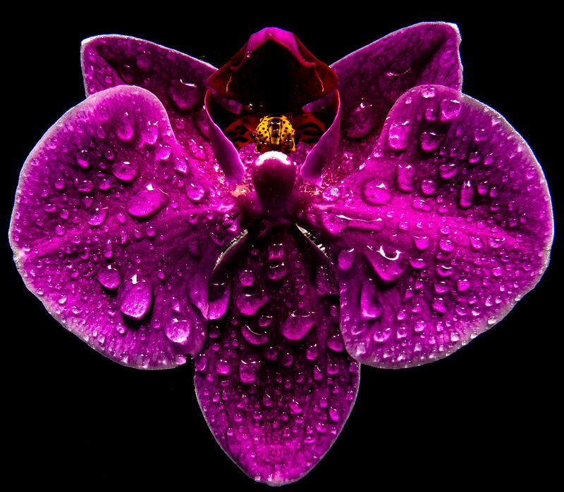 黑色背景上有水滴的紫色兰花