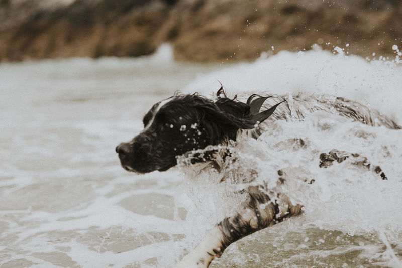 快乐的狗在享受大海