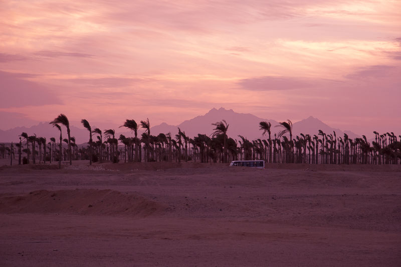 沙漠中的夕阳-棕榈树的剪影