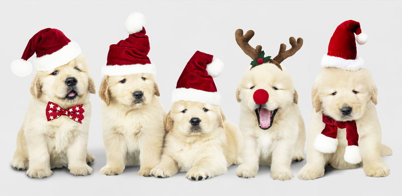 一群可爱的金毛猎犬穿着圣诞服装