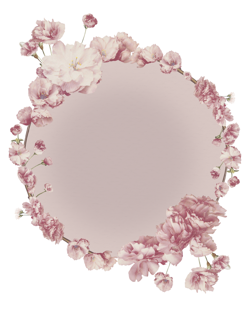 透明背景上的圆形粉红色樱花花束边框