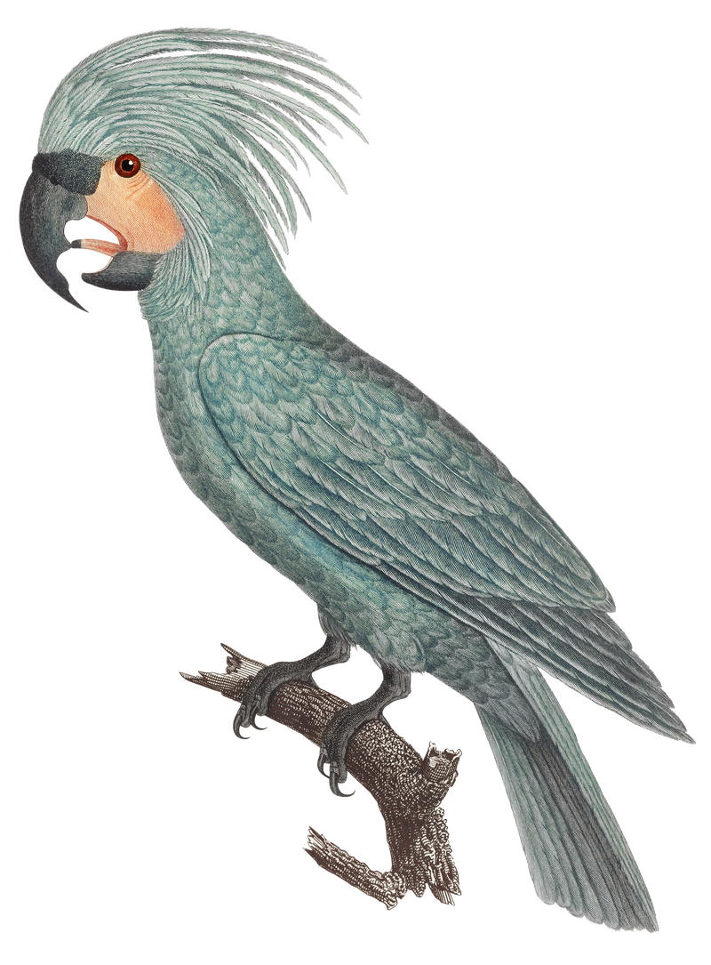 棕榈凤头鹦鹉鸟插图Png