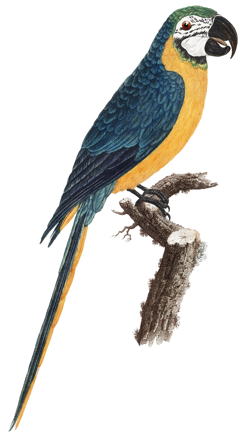 蓝黄金刚鹦鹉png鸟插图
