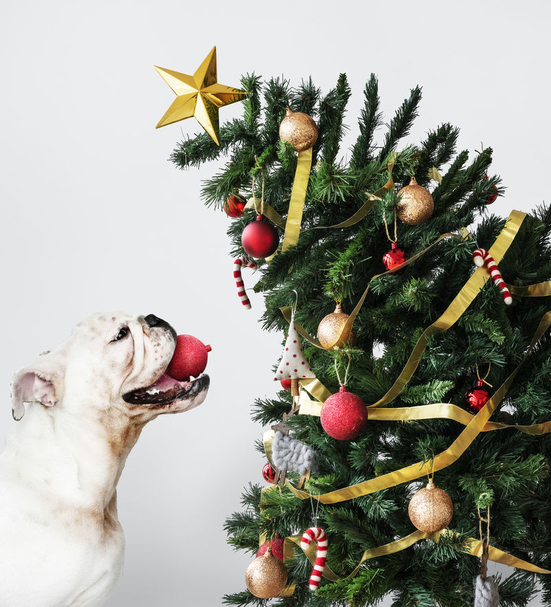 可爱的斗牛犬小狗站在圣诞树旁