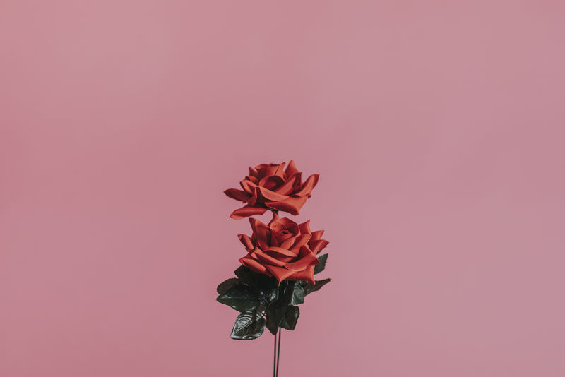 情人节美丽的红玫瑰