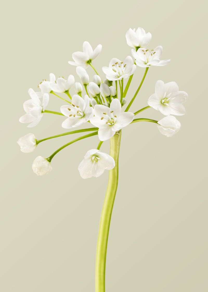 天然白葱花