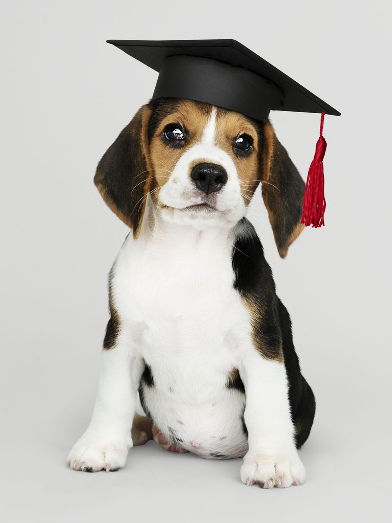 可爱的小猎犬戴着毕业帽