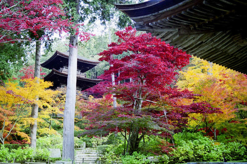 京都日本花园里的宝塔
