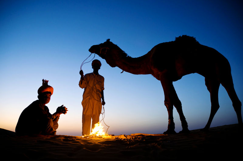 印度男人和骆驼在篝火旁休息