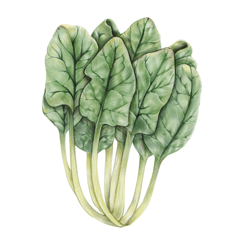 绿色甜菜蔬菜插图png有机