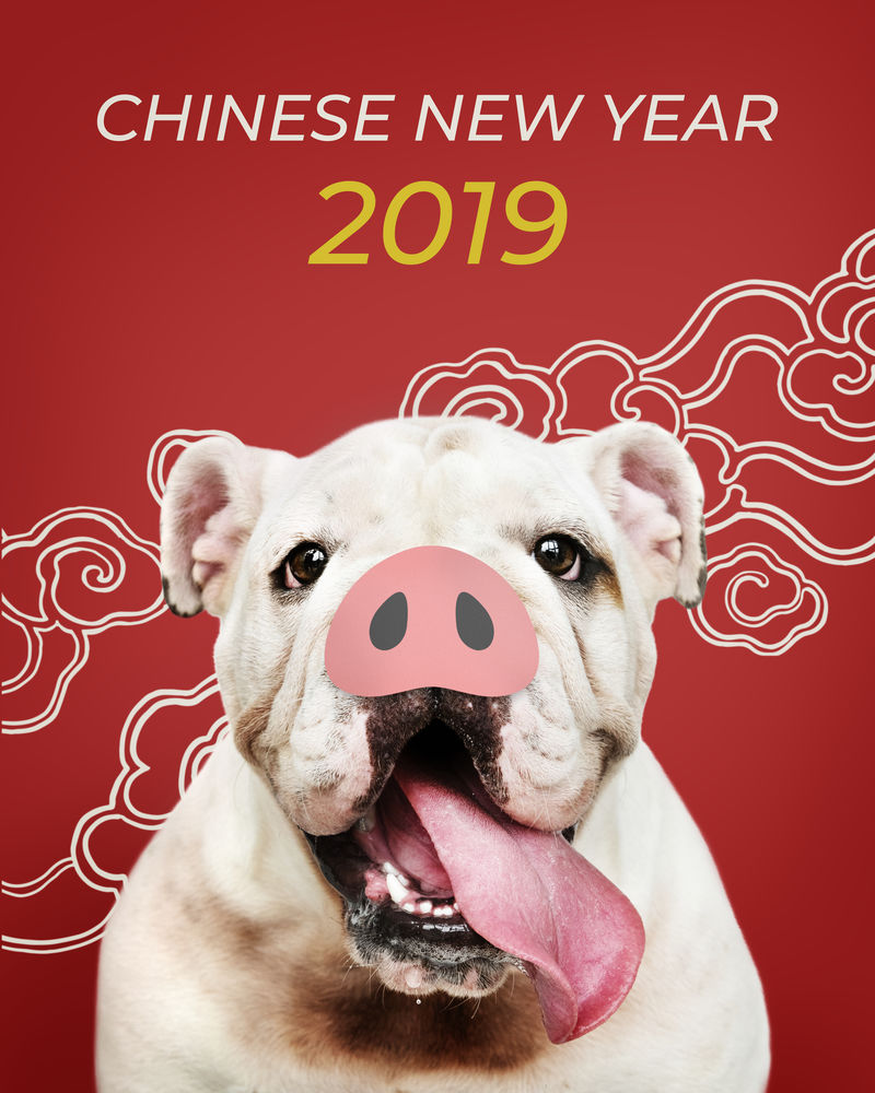 可爱的斗牛犬小狗鼻子在中国新年的背景前