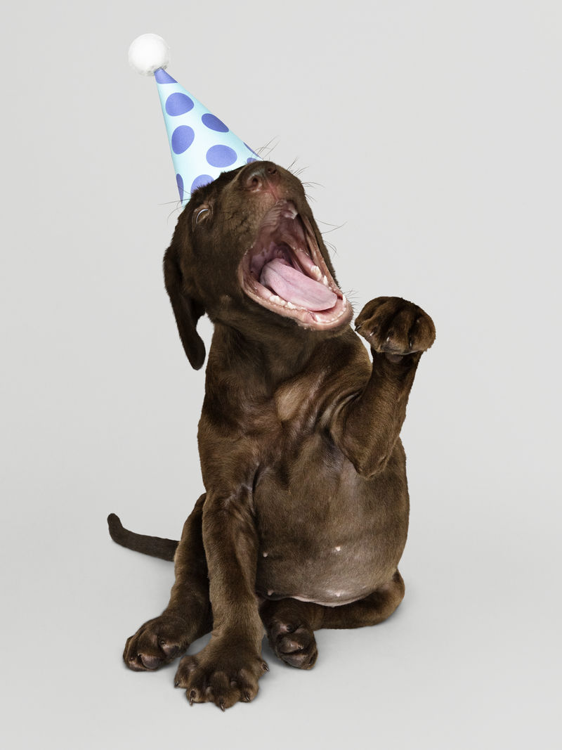 可爱的拉布拉多猎犬戴着派对帽