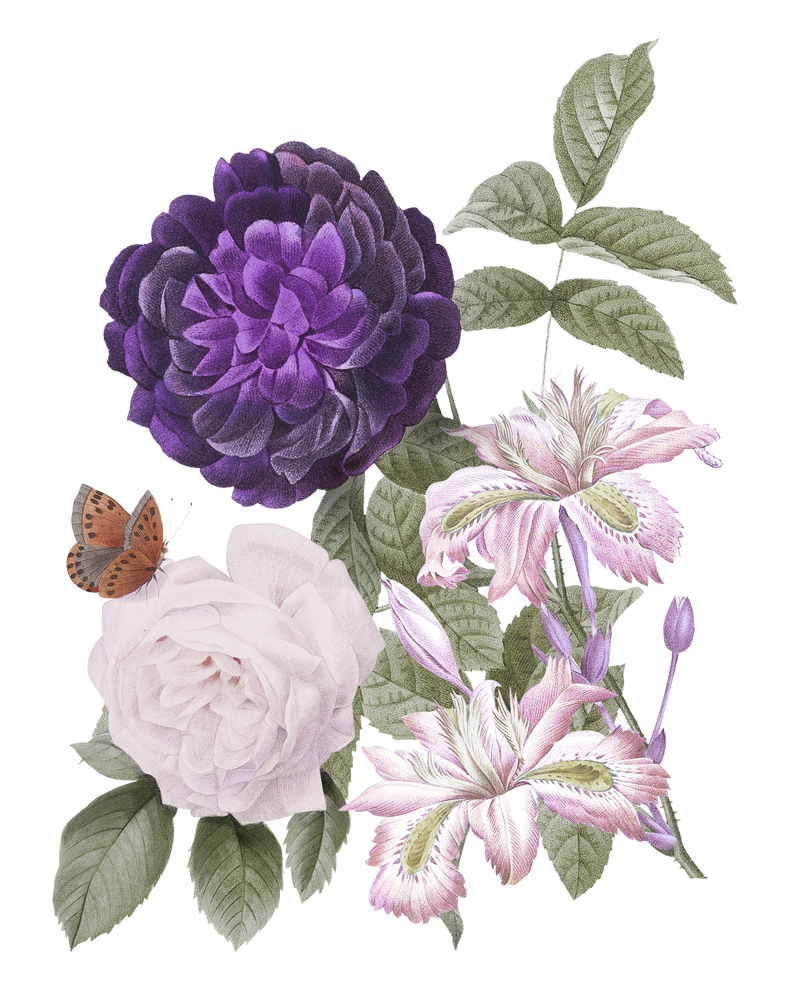 复古紫色png guerin\u0026#39；s玫瑰花束插图