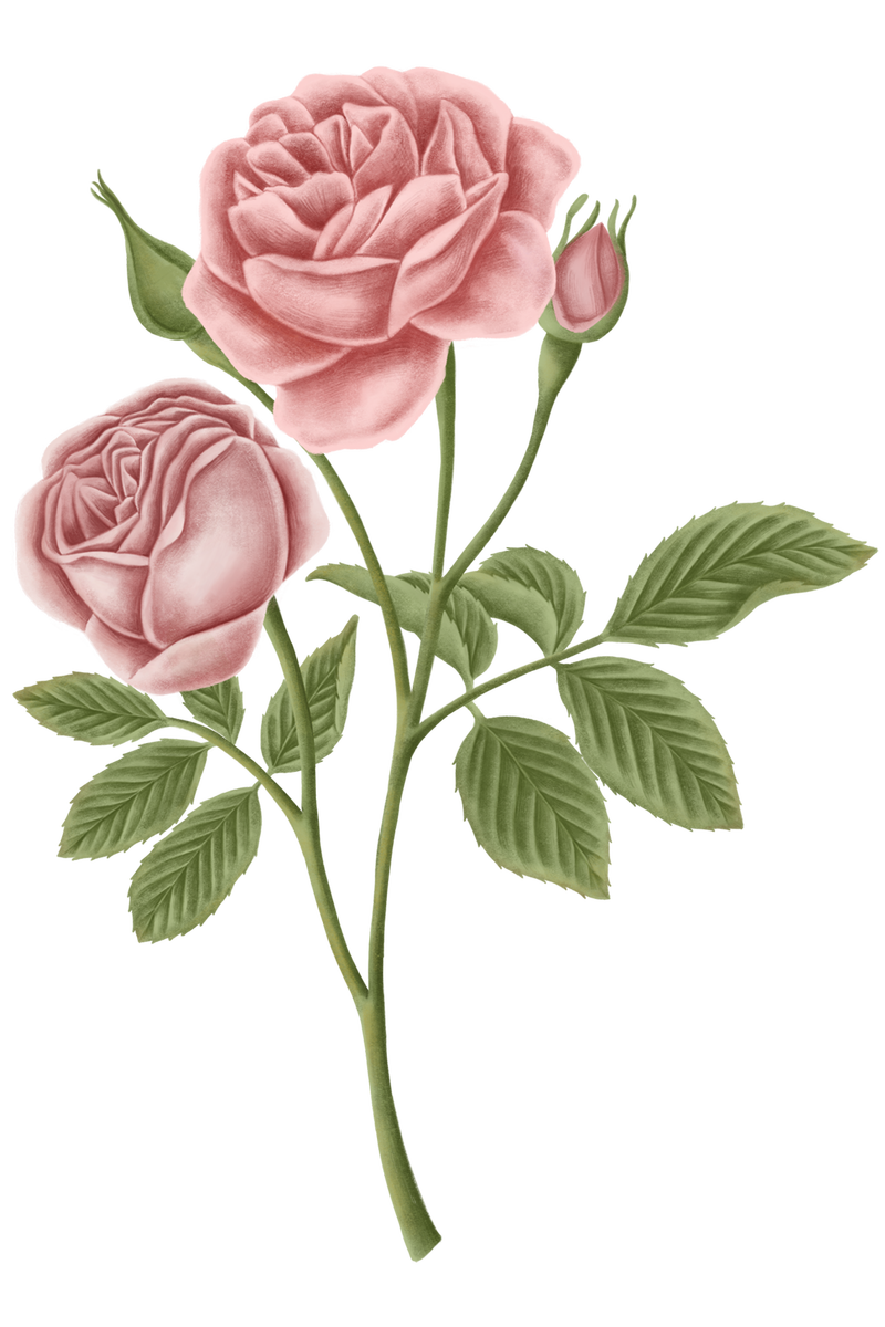 复古玫瑰花透明png