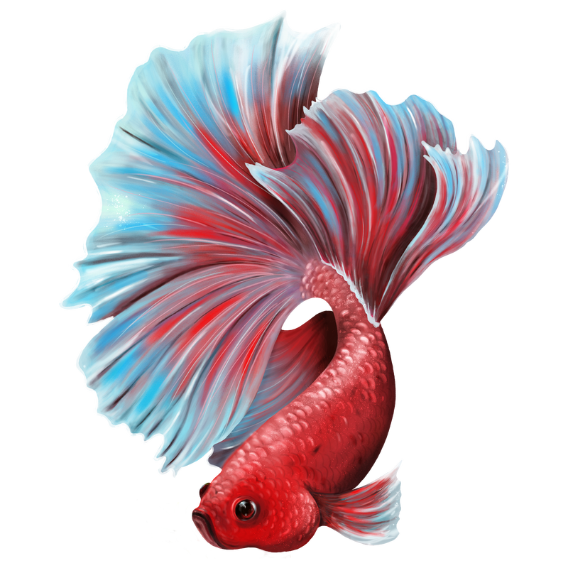 彩色贝塔鱼设计元素