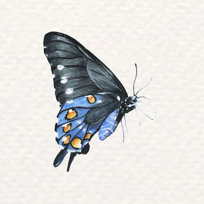 水彩画中美丽的蝴蝶
