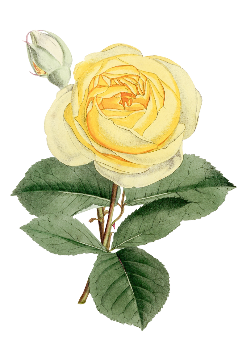 复古的黄色玫瑰花设计元素