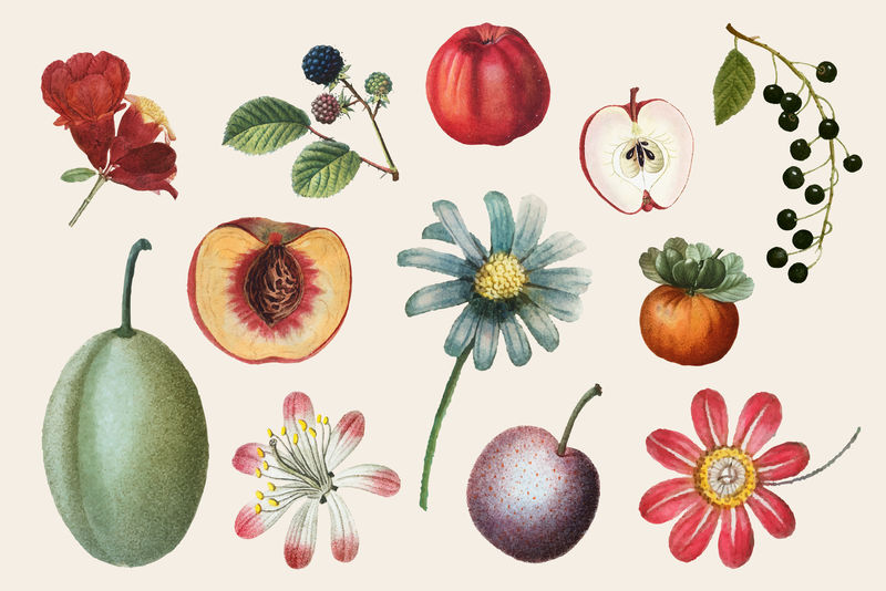 水果和花卉psd复古套装手绘插图