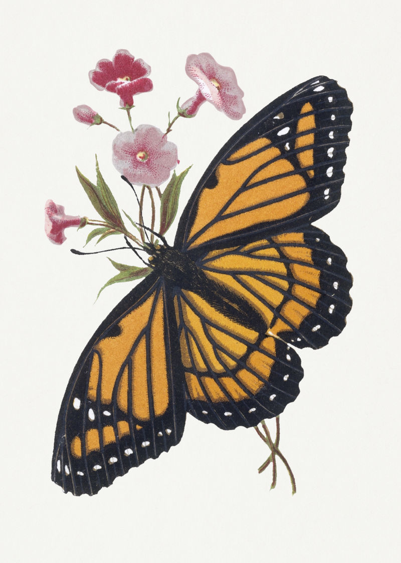 复古手绘蝴蝶和盛开的花朵设计元素