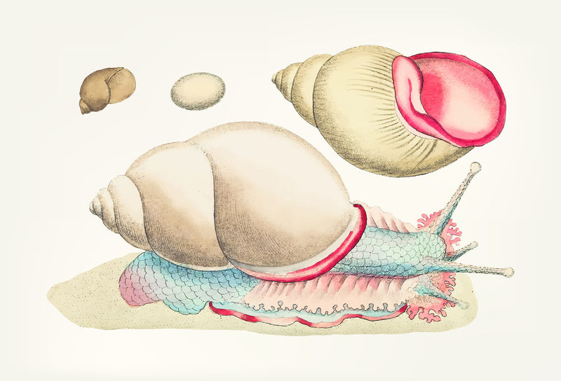 罗菲唇蜗牛的经典插图