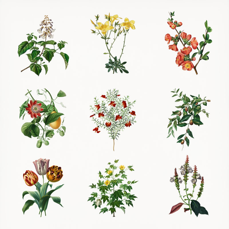 复古花卉psd手绘植物由Charles Dessalines D\u0026#39的艺术作品混合而成；orbigny