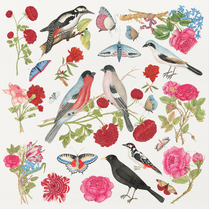 复古鸟和花psd插图集从18世纪的艺术作品从史密森档案混合