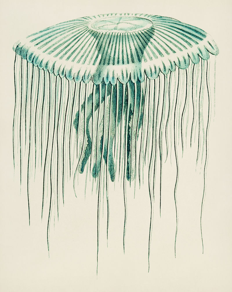 透明的水母或透明的水母插图出自乔治·肖（1751-1813）的《博物学家杂集》（Miscellany1789-1813）