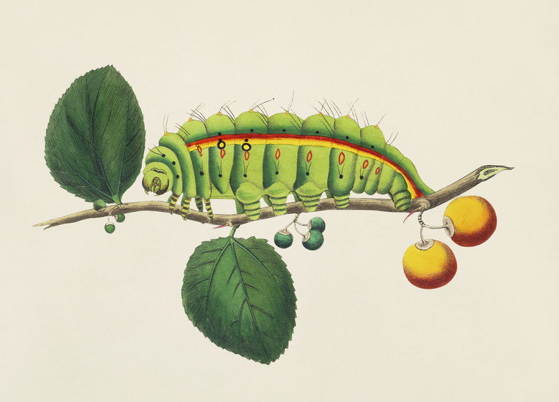 南印度小型托索毛虫（天蚕属）插图摘自乔治·肖（1751-1813）的《博物学家杂集》（1789-1813）