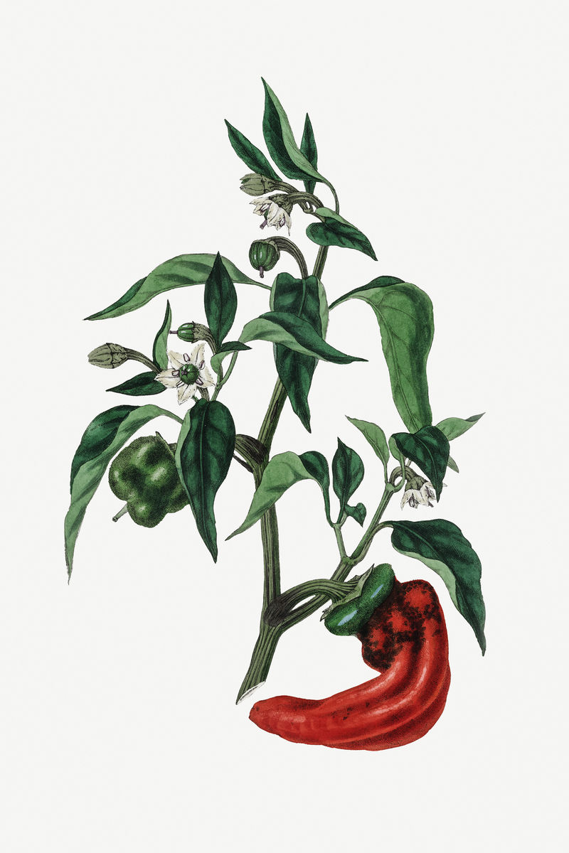 植物辣椒植物古董素描