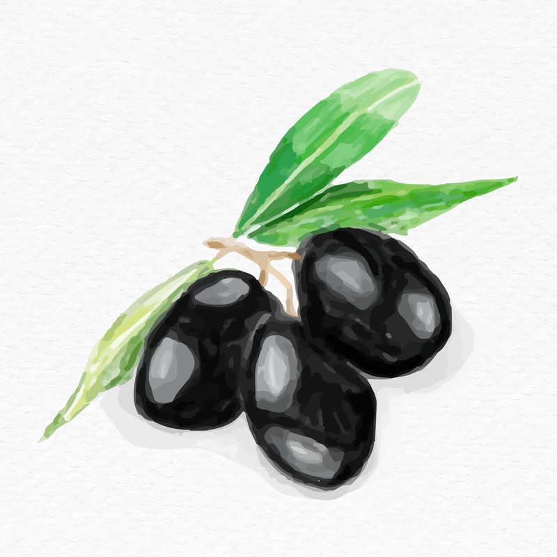 黑橄榄果水彩画