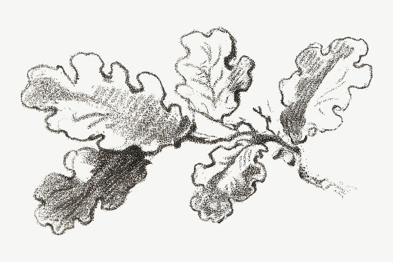 复古树部分植物插图矢量混合从艺术作品由吉勒Demarteau