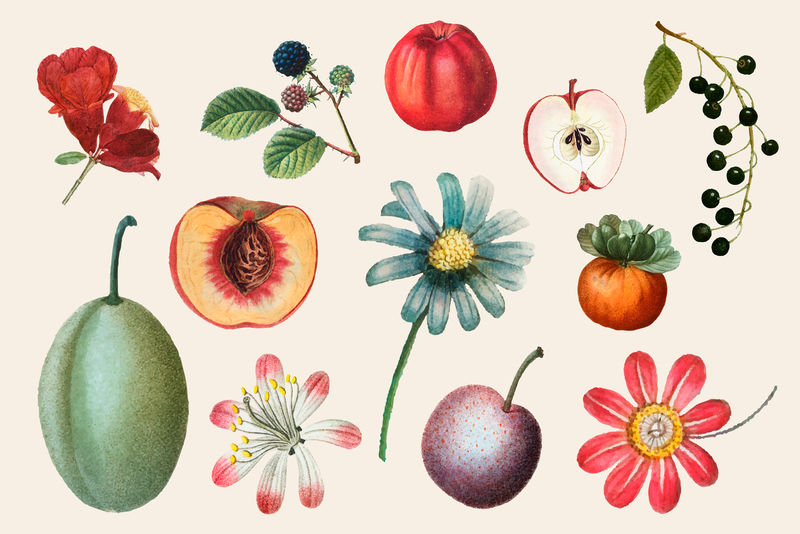 水果和花卉矢量复古套装手绘插图