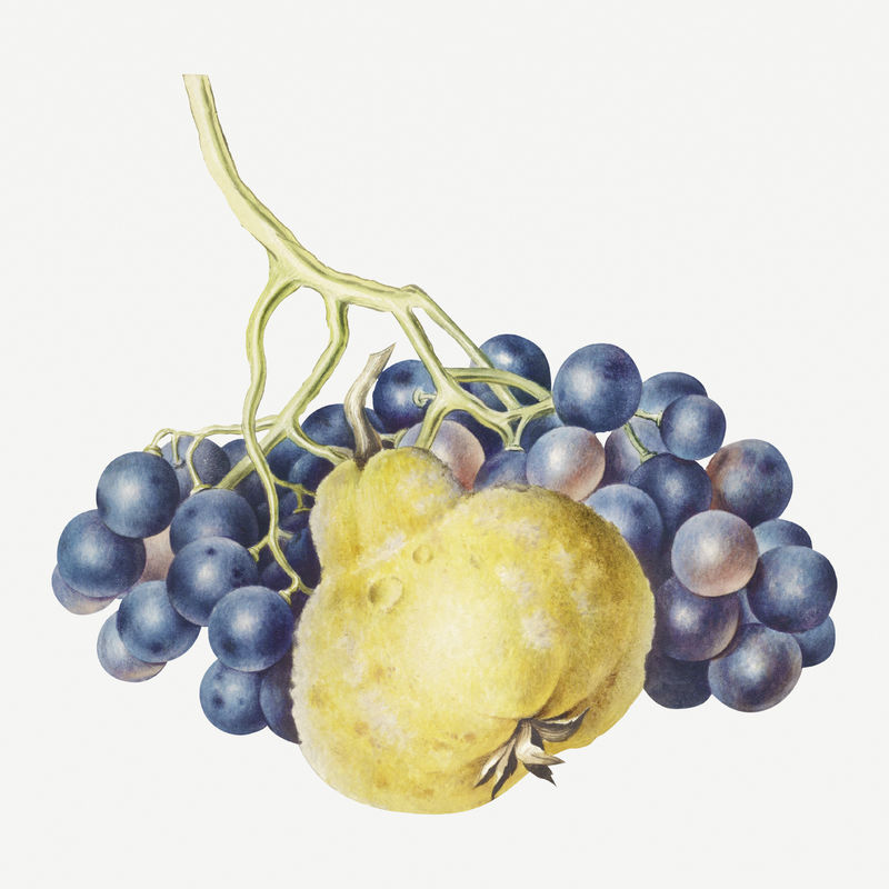 一堆葡萄和梨的设计元素
