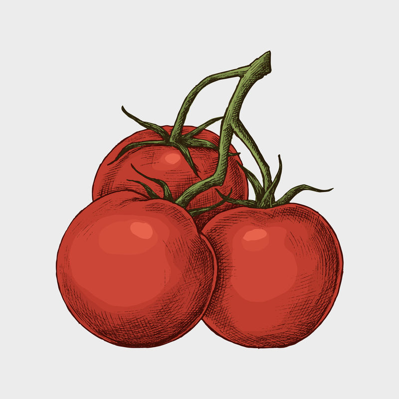 新鲜有机成熟番茄载体