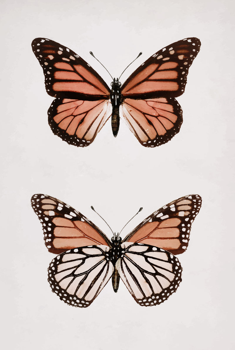 Monarch Butterfly（Danais Archippus）复古壁画印刷海报设计由Sherman F