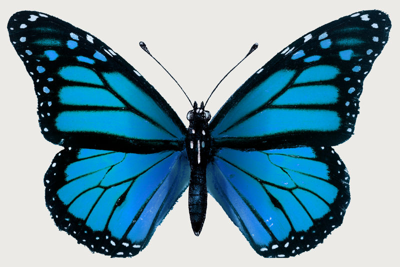 复古常见蓝色蝴蝶插图设计元素
