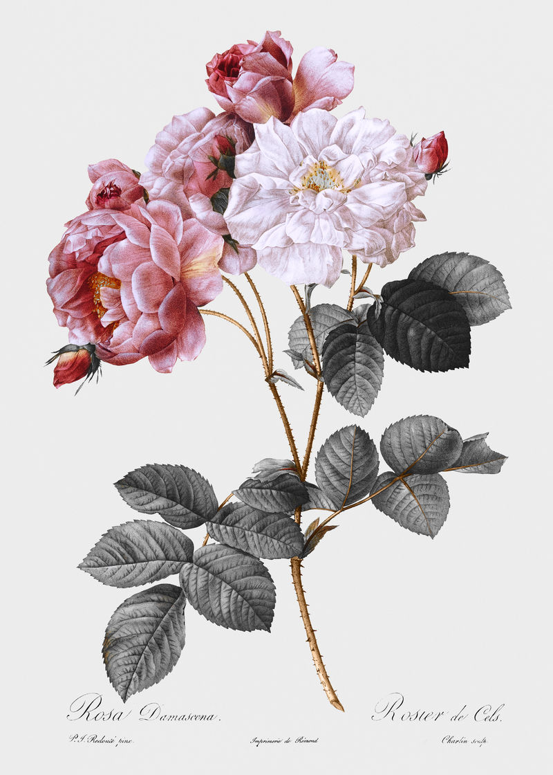复古粉红锦缎玫瑰插画从原来的艺术品混合