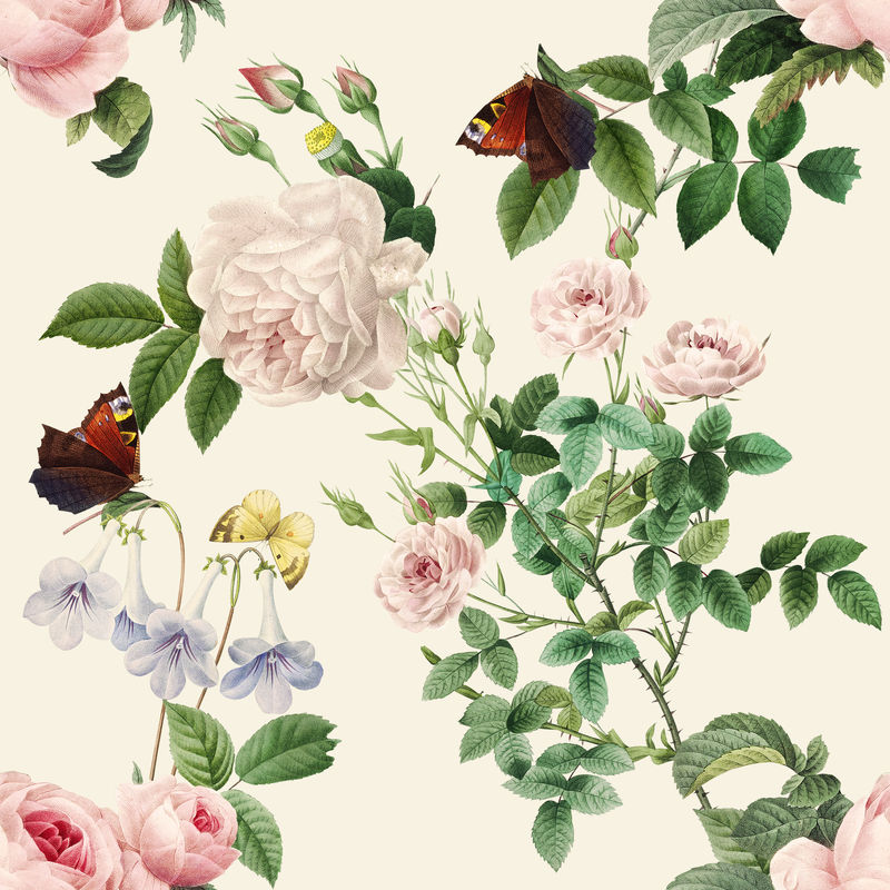 粉红玫瑰和石蒜花插画